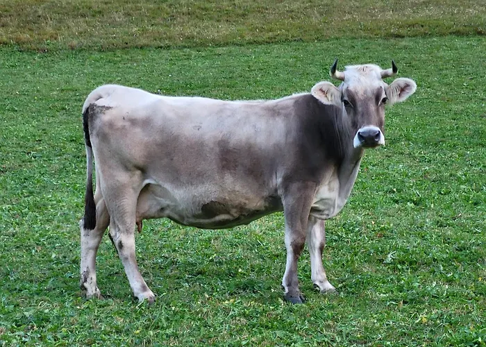 Haus Engadinella * Splügen