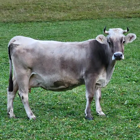 Haus Engadinella * Splügen